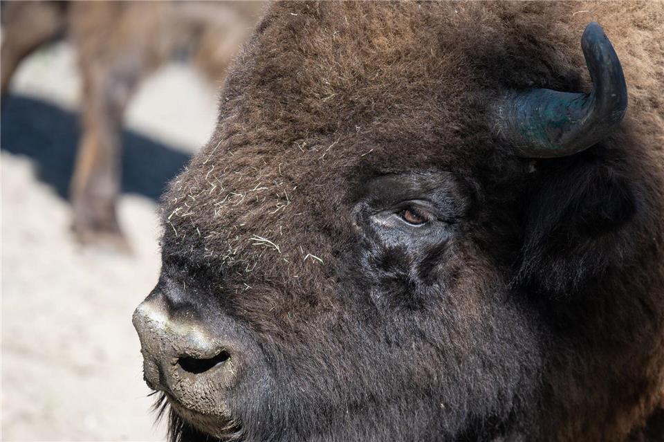 Das Wisent ist auch als Europäisches Bison bekannt. (Symbolbild)Hannes P Albert/dpa