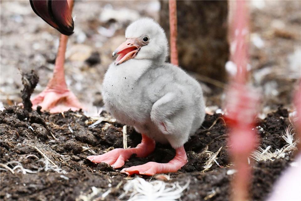 Das Zwergflamingoküken ist am Montag geschlüpft.Uli Deck/dpa