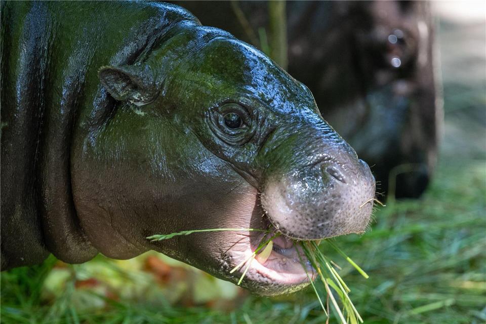 Das Zwergflusspferd Toni hat Geburtstag.Soeren Stache/dpa