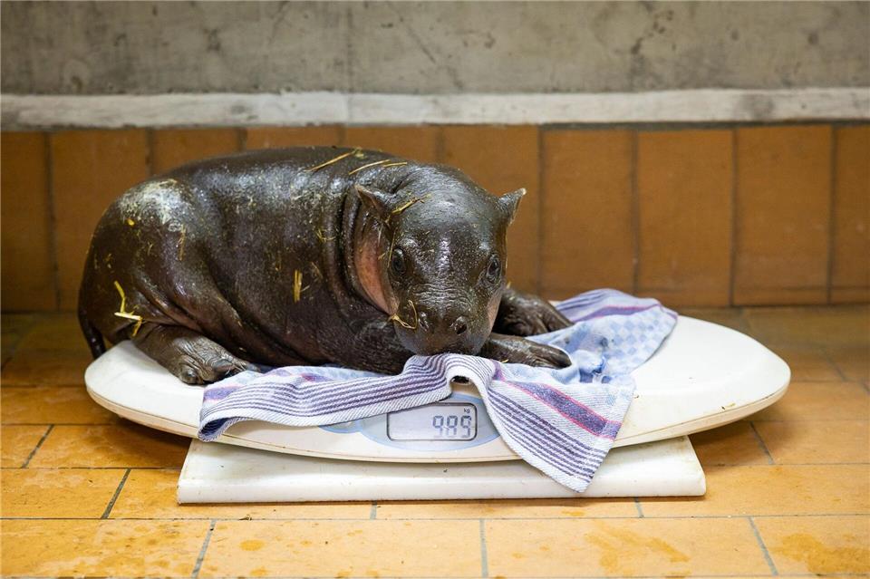 Das Zwergflusspferd wurde am 9. Mai geboren. (Handout)-/Zoo Berlin/dpa