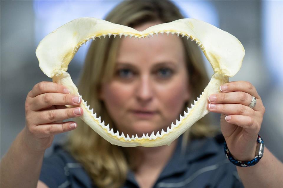 Das beschlagnahmte Gebiss eines Hais zeigt die Zöllnerin Isabell Gillmann.Boris Roessler/dpa