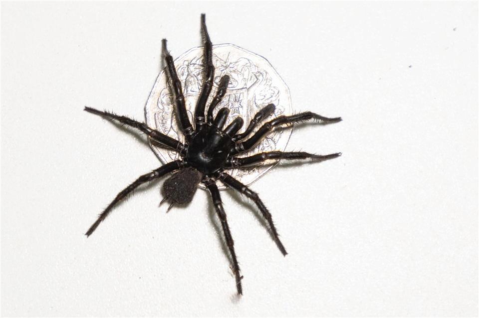 Das bisher existierende Gegengift wirkt bei allen drei Arten.Caitlin Vine/Australian Reptile Park/dpa