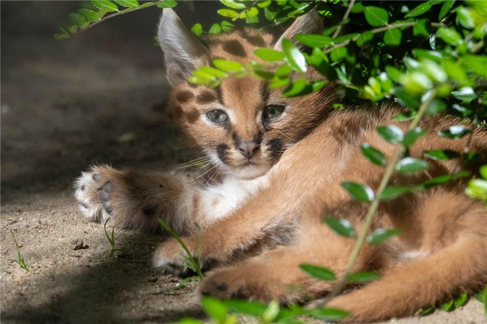 Das etwa acht Monate alte Weibchen entwickelt sich laut Zoo gut.Stefan Sauer/dpa