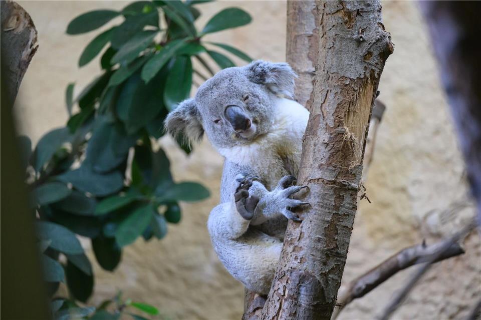 Das fast vierjährige Koala-Männchen Kamaroo kam aus dem Zoo in Duisburg nach Dresden.Robert Michael/dpa
