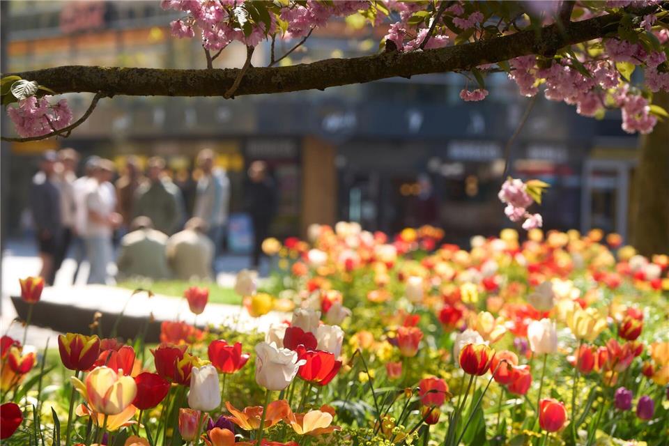 Das freundliche Frühlingswetter in Rheinland-Pfalz und im Saarland hält an. (Symbolbild)Thomas Frey/dpa