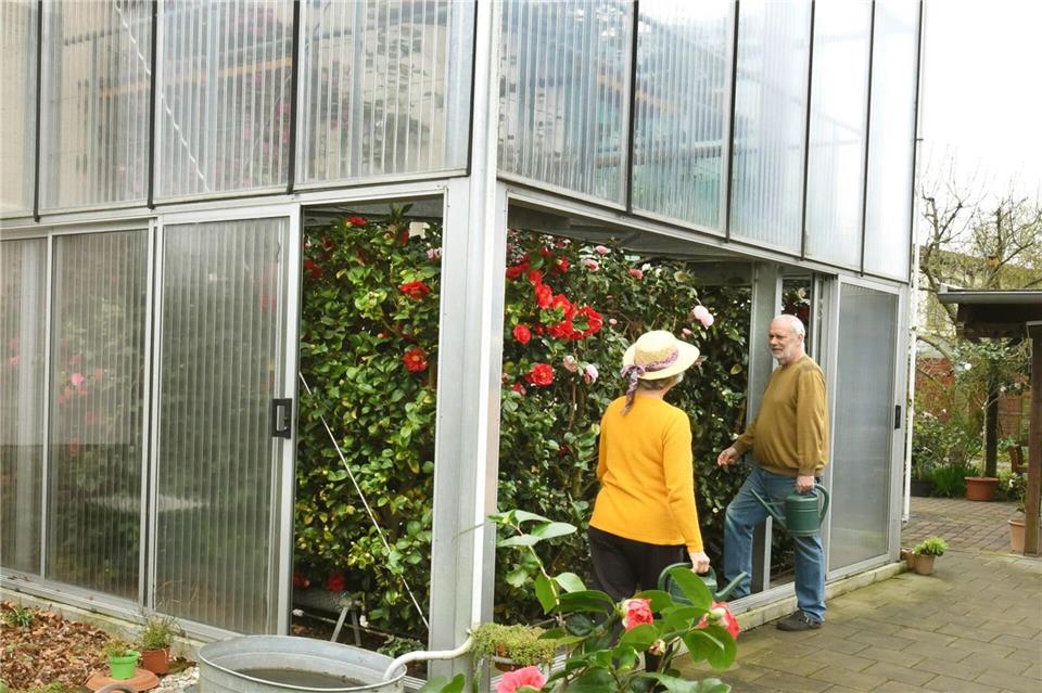Wenn die Lieblingsblume einem über den Kopf wächst Das große Glashaus beherbergt 120 Kamelienpflanzen. Waltraud Grubitzsch/dpa