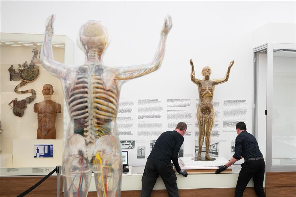 Das historische Modell der Gläsernen Frau wird im Deutschen Hygiene-Museum fortan in einer Klimavitrine präsentiert. Sebastian Kahnert/dpa
