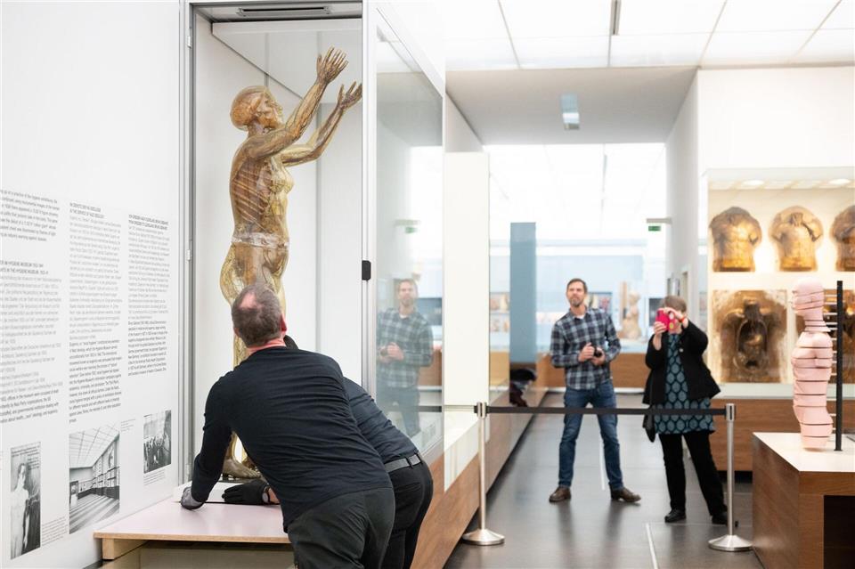 Das historische Modell der Gläsernen Frau wird im Deutschen Hygiene-Museum fortan in einer Klimavitrine präsentiert. Sebastian Kahnert/dpa