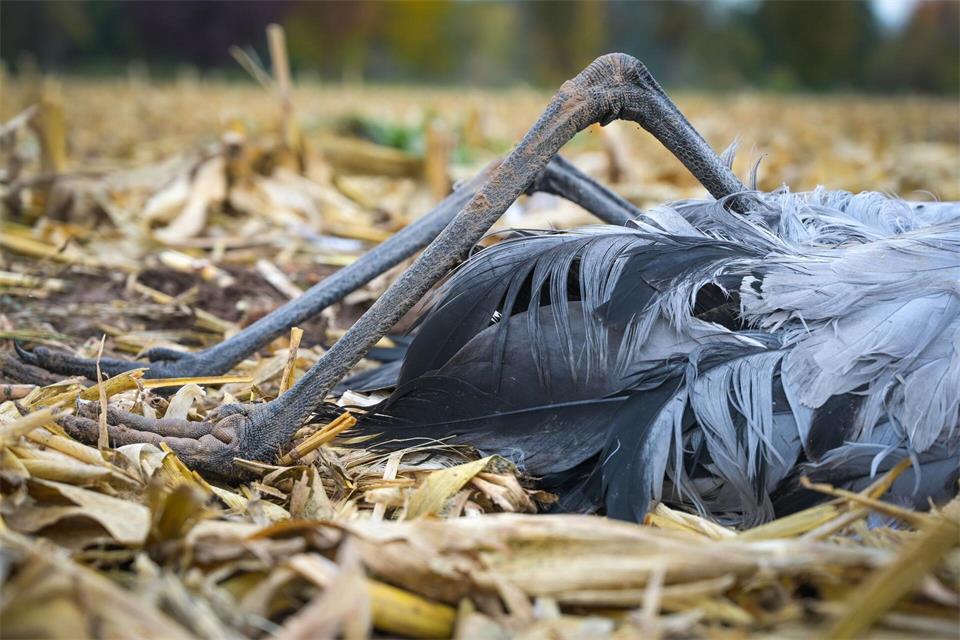 Das hochansteckende Influenza-A-Virus H5N1 hat weltweit schon Millionen Wildvögel getötet. Heiko Rebsch/dpa