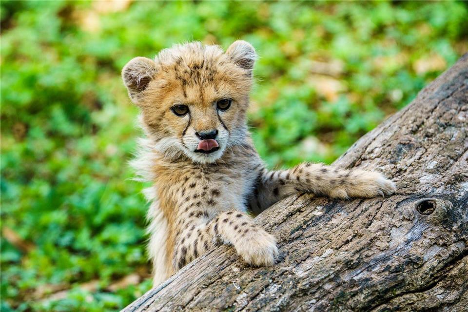 Das im Sommer geborene Gepardenbaby zählt zum besonderen Nachwuchs im Zoo Landau. (Archivbild)Andreas Arnold/dpa