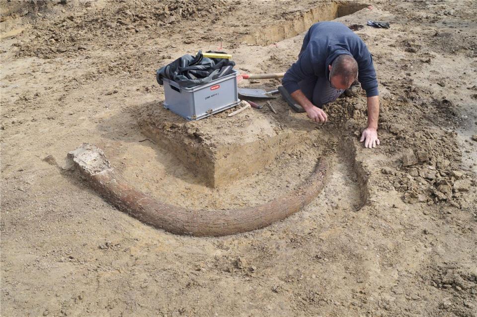 Das in Bayern entdeckte Mammut gibt Aufschluss auch über die Lebensweise der Steinzeitmenschen. (Handout) --/Bayerisches Landesamt für Denkmalpflege /dpa