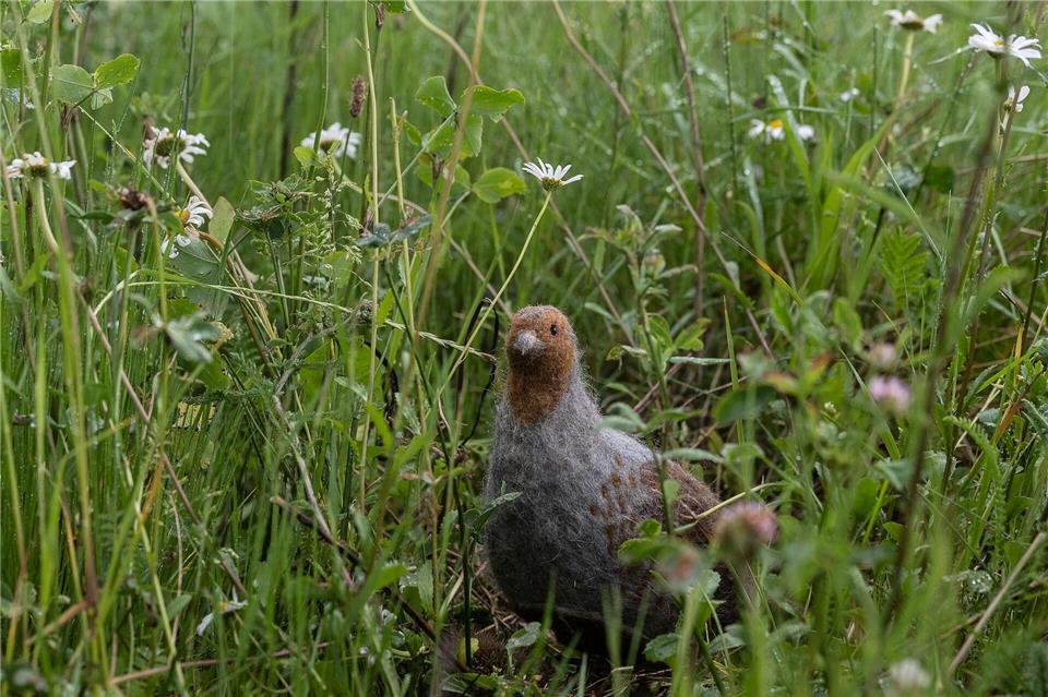 Das in seinem Bestand gefährdete Rebhuhn ist zum Vogel des Jahres gewählt worden. (Archivbild)Swen Pförtner/dpa