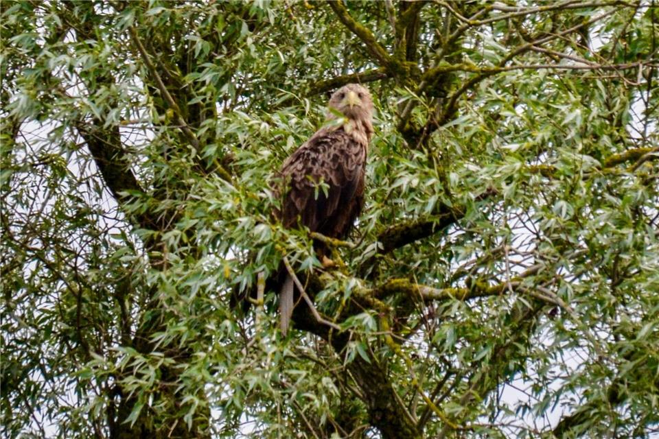 Das ist einer: Der Autor bekommt während der Bootstour Peenetal gleich mehrere Seeadler zu sehen.Wolfgang Stelljes/dpa-tmn