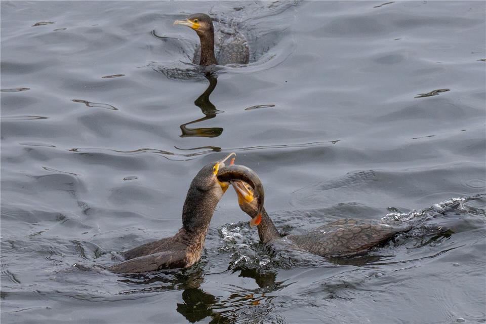 Das ist meiner! Kormorane streiten auf der Havel in Potsdam um einen Fisch. Georg Moritz/dpa