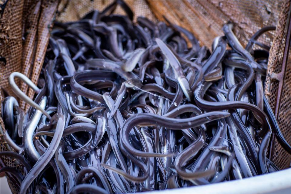 Das jährliche Aussetzen von Jungtieren aus Wildfang soll auch in Baden-Württemberg zur Arterhaltung des europäischen Aals beitragen. (Symbolbild)Jens Büttner/dpa