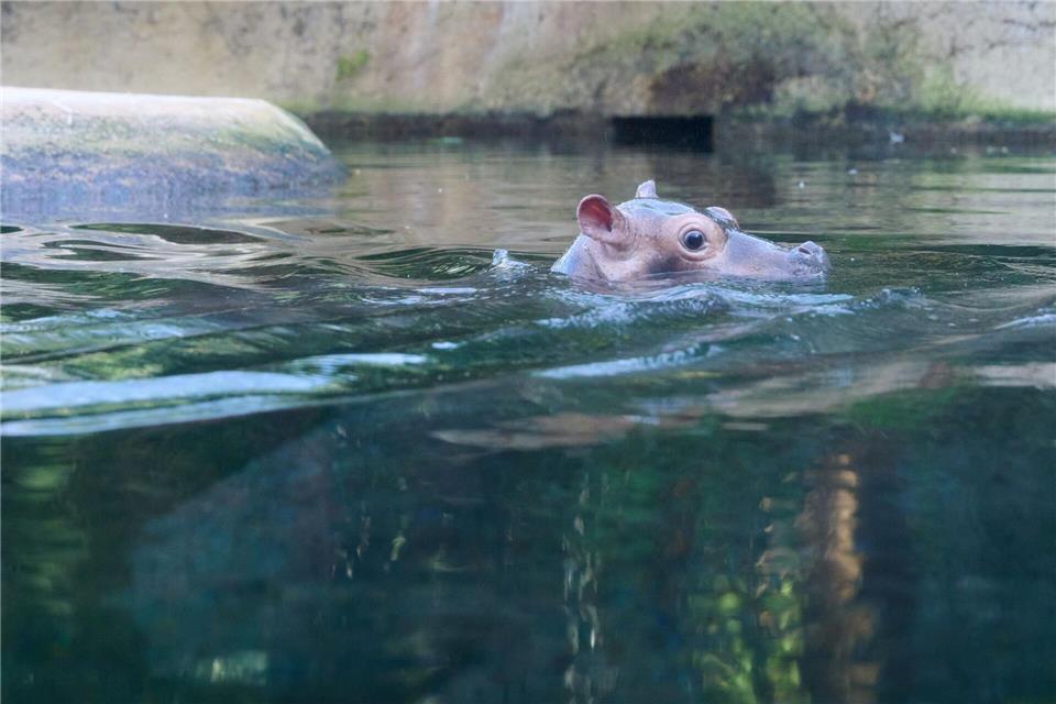 Das kleine Flusspferd im Berliner Zoo bekommt den Namen Willi Wackelöhrchen. (Archivbild)Annette Riedl/dpa