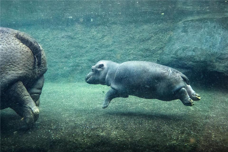 Das kleine Flusspferd im Berliner Zoo ist nicht mehr namenlos. Bernd von Jutrczenka/dpa