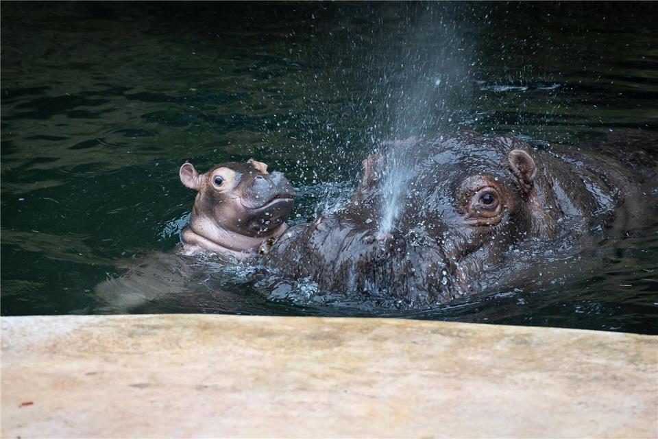 Das kleine Flusspferd planscht mit Mama Nala im Wasser.-/Zoo Berlin/dpa