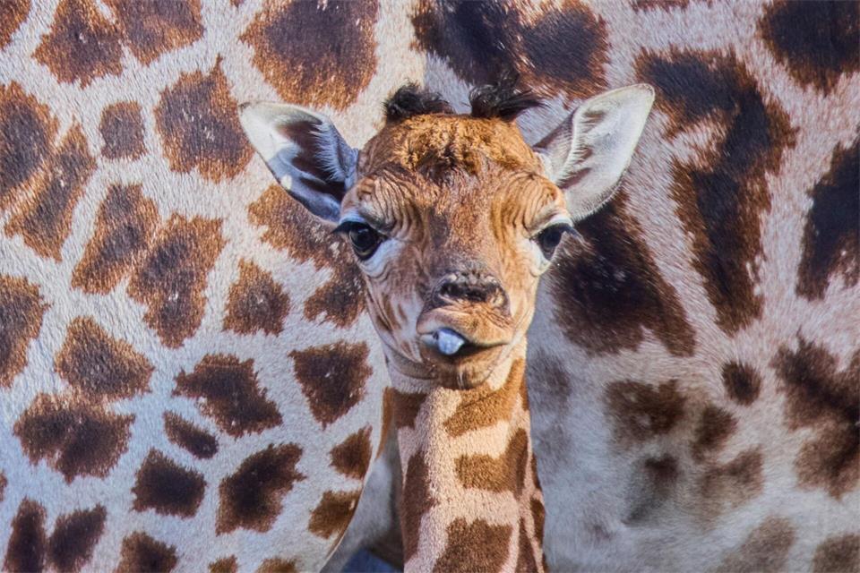 Das kleine Giraffenmädchen ist erst ein paar Tage alt.Jens Büttner/dpa