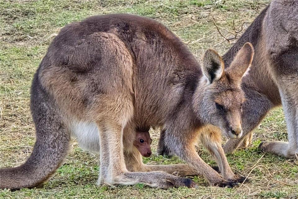 Das kleine Köpfchen des Känguru-Babys schaut aus dem Bauch der Mutter herausStephan Paspalaris/Wilhelma Stuttgart/dpa