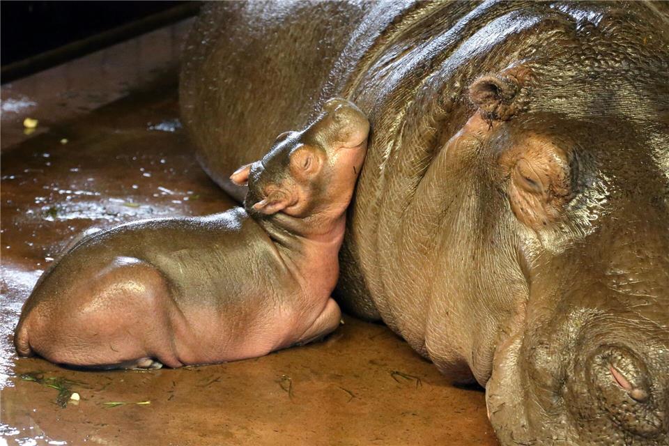 Das kleine Männchen lehnt sich bei Flusspferd-Dame Nala an.---/Zoo Berlin/Tierpark Berlin/dpa
