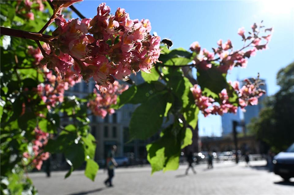 Das lange Wochenende wird sommerlich in Berlin und Brandenburg. (Symbolbild)Markus Lenhardt/dpa
