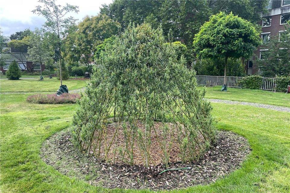 Das lebendige Weidentipi wächst und bietet Kindern einen grünen Rückzugsort im Garten.DIY Academy/dpa-tmn