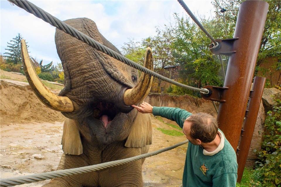 Das medizinische Elefantentraining im Zoo Magdeburg wird auch den Besuchern auf dem „1. Landeszootag Sachsen-Anhalt“ am 02. November 2025 vorgeführt.Klaus-Dietmar Gabbert/dpa