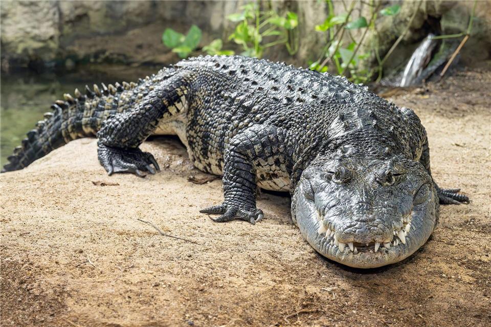 Das mehr als zwei Meter lange Beulenkrokodil wurde viele Jahre in einem Schrebergarten in Thüringen gehalten, kam dann in eine Auffangstation nach München und ist jetzt im Tierpark Schönbrunn in Wien zuhause.Daniel Zupanc/Zoo Wien/dpa