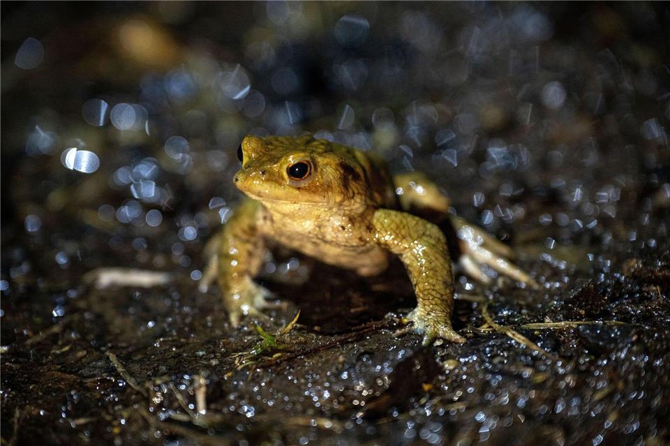 Das mildere Wetter animiert vielerorts in Bayern Frösche und Kröten zu ihren alljährlichen Wanderungen. (Archivbild) Pia Bayer/dpa
