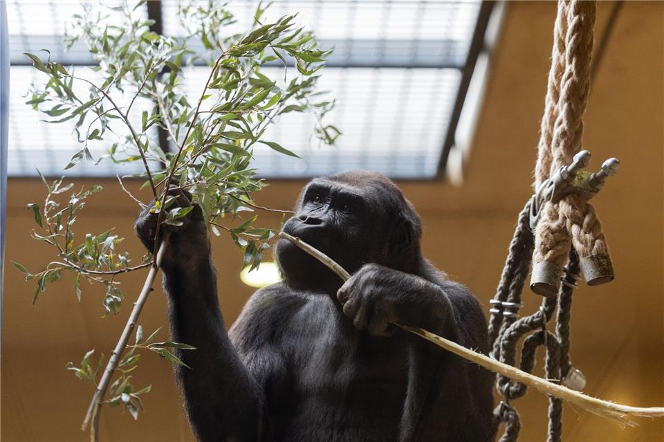Das neue Affenhaus wurde auch für die Gorillas gebaut.Rolf Vennenbernd/dpa