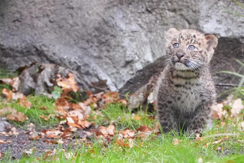 Das neue Gehege für die Leopardenfamilie ist 220 Quadratmeter groß. (Archivbild)Marcus Brandt/dpa