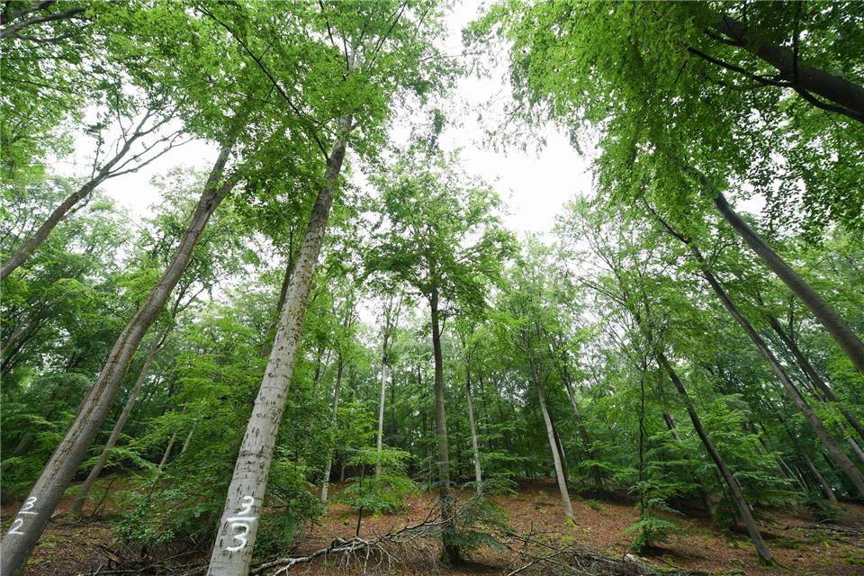 Das neue Portal soll für einen kürzeren Draht zwischen Bürgerinnen und Bürgern und der Forstverwaltung sorgen - zum Wohl des Waldes. (Archivfoto)Arne Dedert/dpa