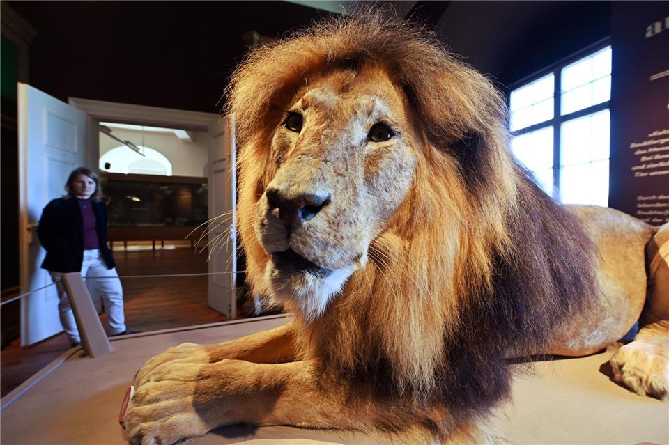 Das neue Treppenhaus mitsamt Aufzug ermöglicht nun auch erstmals den barrierefreien Zugang zu den naturkundlichen Ausstellungen der Friedenstein Stiftung Gotha. Zur Sammlung gehören auch etliche Modelle und Präparate von Tieren.Martin Schutt/dpa