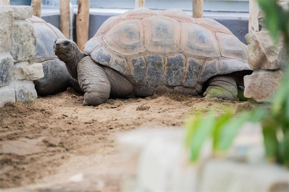 Das neue Warmhaus bietet den Riesenschildkröten ein optimales Tropenklima sowie Sandflächen und ein Badebecken.Julian Stratenschulte/dpa