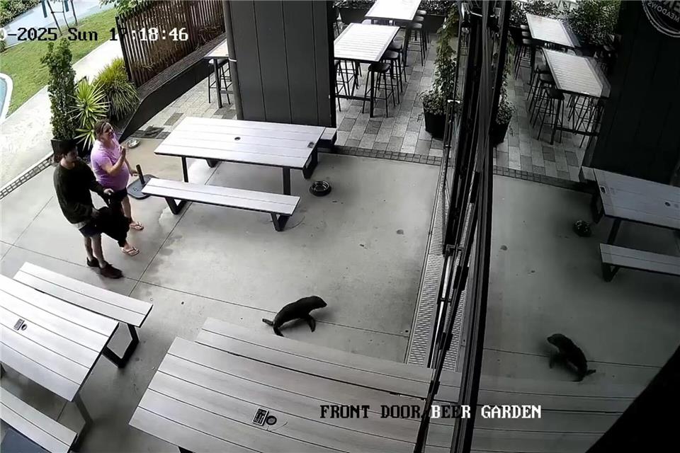 Das niedliche Robbenbaby watschelte plötzlich durch die Vordertür ins Pub.Uncredited/Sprig + Fern The Meadows/AP/dpa