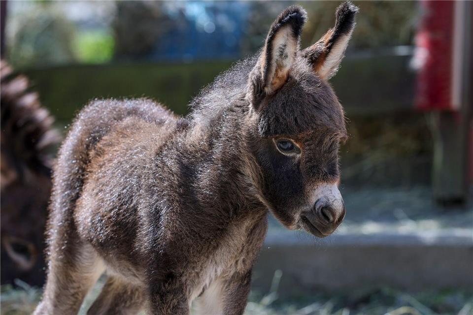 Das noch namenlose, zehn Tage alte Eselfohlen steht im Gehege der Amerikanischen Miniaturesel im Zoo der Minis. Jan Woitas/dpa