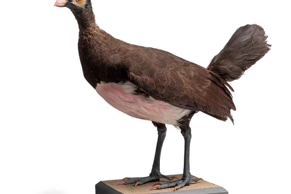 Das präparierte Hammerhuhn ist mehr als 150 Jahre alt Bernd Fickert/Museum Wiesbaden/dpa