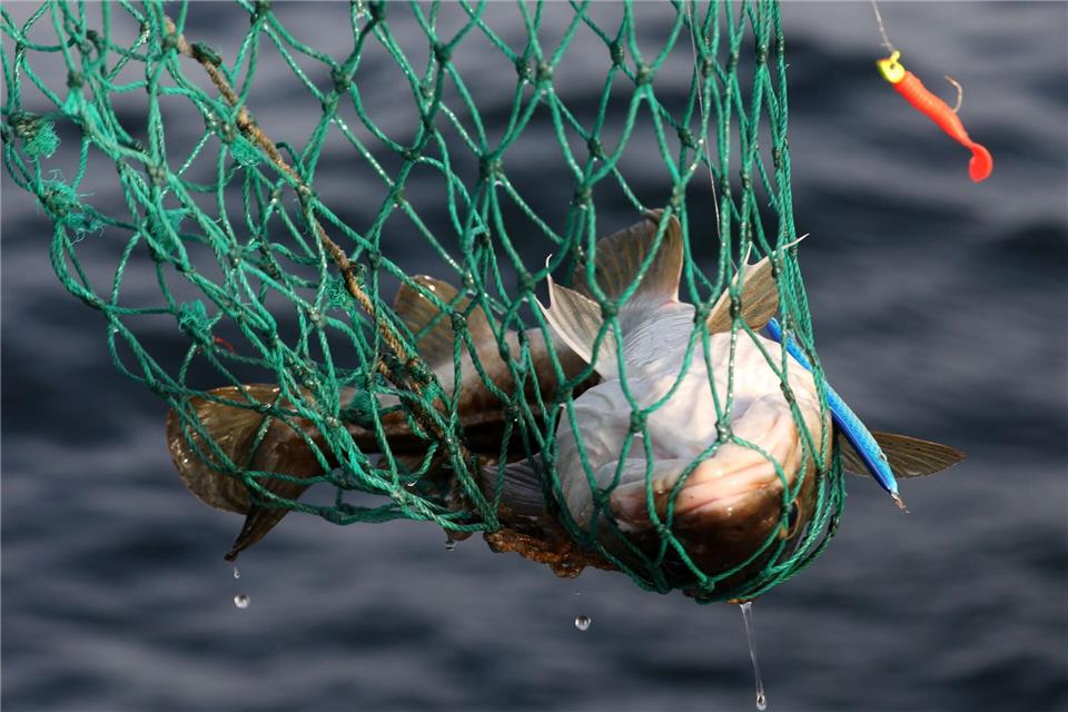 Das soll per App funktionieren. (Symbolbild)Bernd Wüstneck/dpa-Zentralbild/dpa