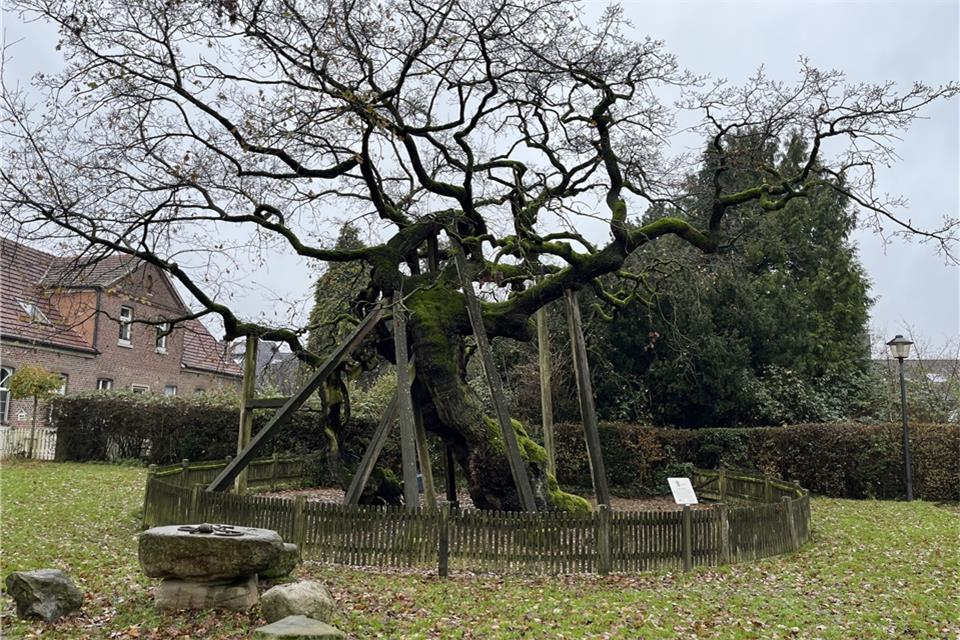 Das symbolische Femegericht und ein Zaun zum Schutz der Femeiche sind in der überarbeiteten Planung berücksichtigt worden.