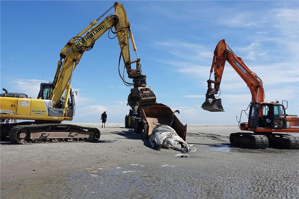 Toter Buckelwal am Strand von Sankt Peter-Ording geborgen Das tote Tier wurde von einer Firma in einen Container gehoben und abtransportiert.Marius Harlinghaus/LKN.SH/dpa