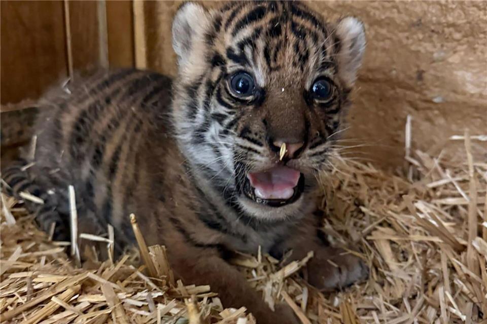 Das undatierte, am 12. Februar 2026 vom Tierpark Berlin veröffentlichte Foto zeigt ein neugeborenes Tiger-Jungtier. (Handout) Tierpark Berlin/dpa