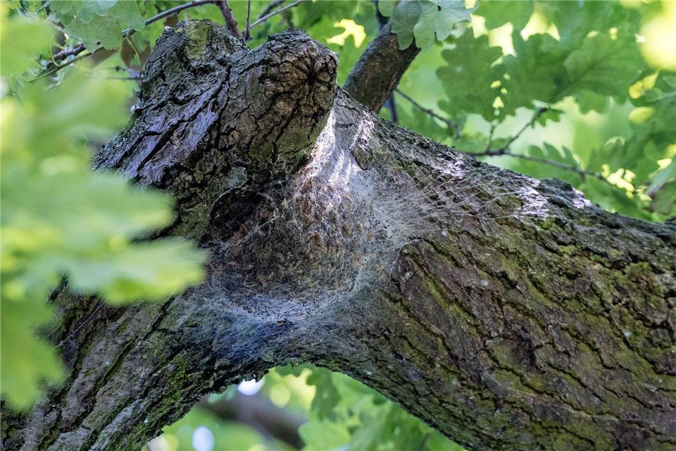 Das verlassene Nest von Eichenprozessionsspinnern hängt an einem Baum im Spreewald. Die Raupen haben sich inzwischen verpuppt, ihre Brennhaare sind jedoch weiter gefährlich.Frank Hammerschmidt/dpa