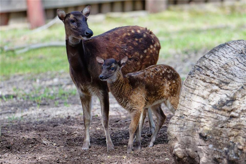 Das weibliche Jungtier Aurea steht mit Mutter Rusa im Gehege im Kölner Zoo. Die Prinz-Alfred-Hirsche sind sehr selten.Henning Kaiser/dpa