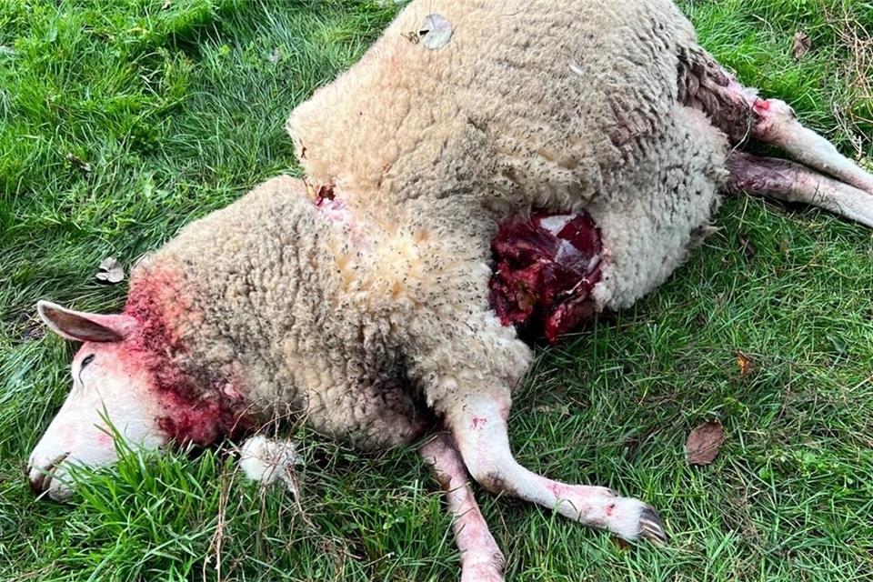 Das weibliche Schaf wurde am Dienstag in Dorsten gerissen.