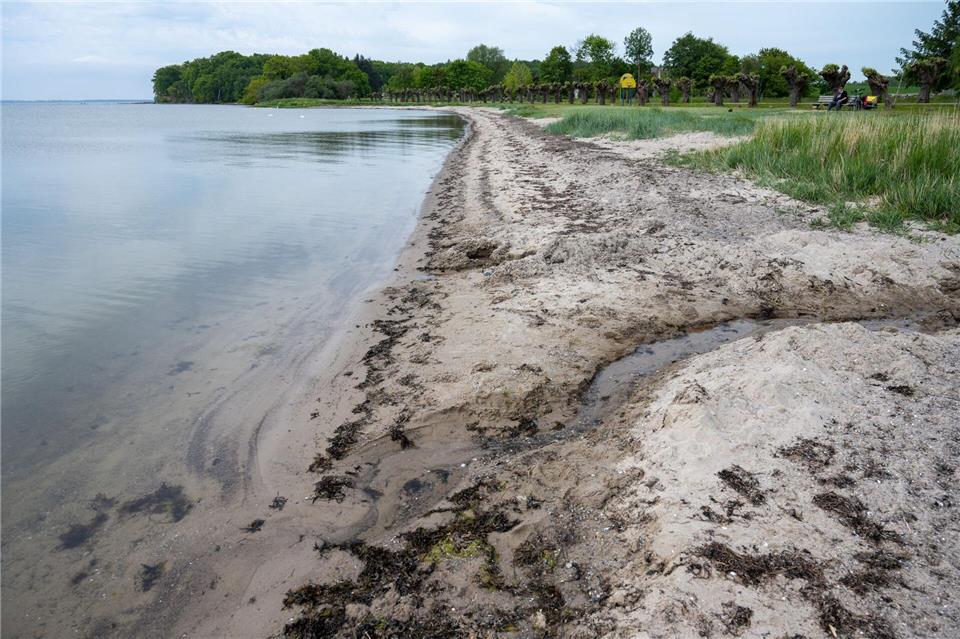 Das wieder aufgebaute Riff soll künftig vor allem die Ansiedlung und Förderung des Blasentangs unterstützen. (Archivbild)Stefan Sauer/dpa