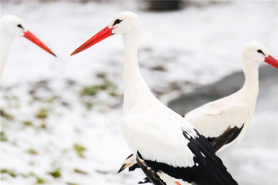 Das winterliche Wetter stört die Tiere nicht. Julian Stratenschulte/dpa