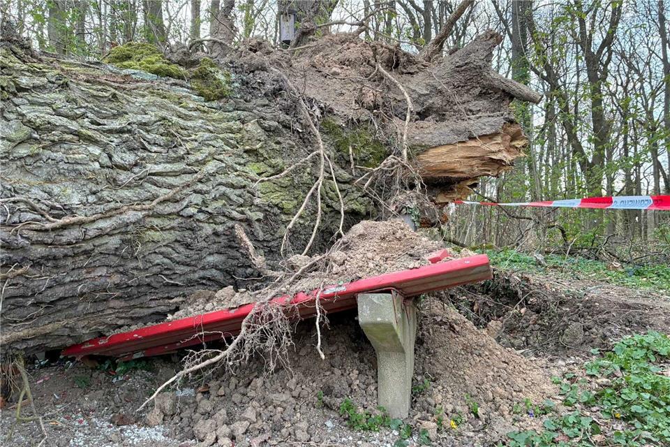 Dass Bäume umstürzen, kann an Wurzelfäule liegen. Durch den Klimawandel kann dies häufiger vorkommen.Carolin Eckenfels/dpa
