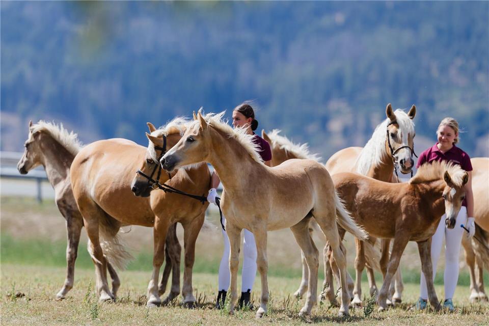Dass Gestüt Meura präsentierte zum Jubiläum seine Haflinger.Michael Reichel/dpa