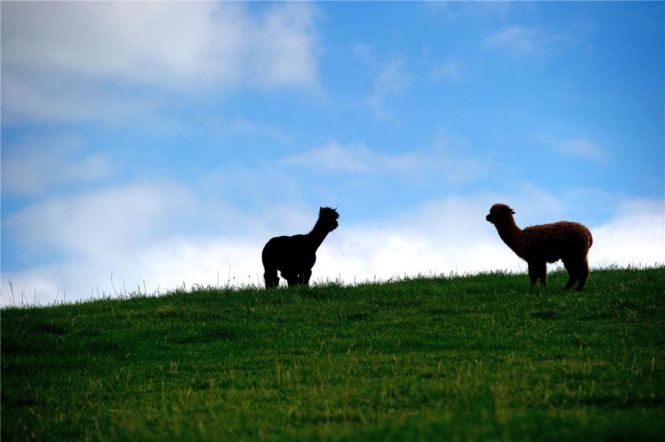 Dass die Blauzungenkrankheit nicht nur Schafe und Rinder treffen kann, hat sich nun auch in Thüringen gezeigt. (Illustrationsbild)picture alliance / ZB